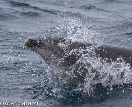 SALIDA PARA VER AVES MARINAS CON SEO BETSAIDE