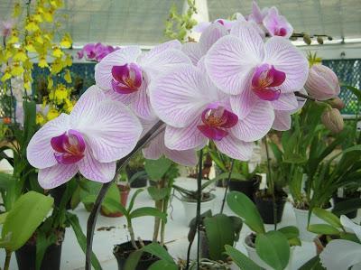 Orquídea en el Jardín Botánico de Río Orquídea, Jardín Botánico, jardim Botânico, Rio de Janeiro, Brasil, La vuelta al mundo de Asun y Ricardo, round the world, mundoporlibre.com