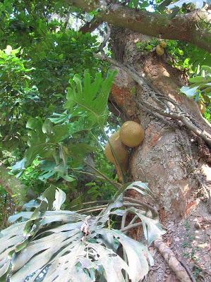 Jaca o árbol del pan Jaca o árbol del pan, Jardín Botánico, jardim Botânico, Rio de Janeiro, Brasil, La vuelta al mundo de Asun y Ricardo, round the world, mundoporlibre.com