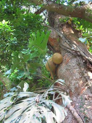 Jaca o árbol del pan, Jardín Botánico, jardim Botânico, Rio de Janeiro, Brasil, La vuelta al mundo de Asun y Ricardo, round the world, mundoporlibre.com