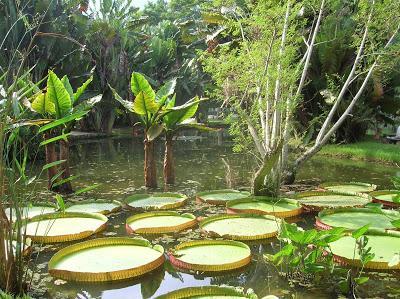 La planta acuática victoria regia, Jardín Botánico de Río Jardín Botánico, jardim Botânico, Rio de Janeiro, Brasil, La vuelta al mundo de Asun y Ricardo, round the world, mundoporlibre.com