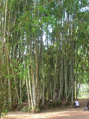 Cañas de bambú en el Jardim Botânico, Río de Janeiro Cañas bambú, Jardín Botánico, jardim Botânico, Rio de Janeiro, Brasil, La vuelta al mundo de Asun y Ricardo, round the world, mundoporlibre.com