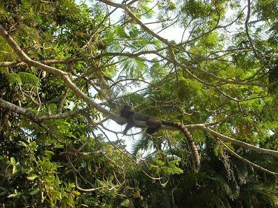 Mono en el Jardín Botánico de Río de Janeiro Monos , Jardín Botánico, jardim Botânico, Rio de Janeiro, Brasil, La vuelta al mundo de Asun y Ricardo, round the world, mundoporlibre.com