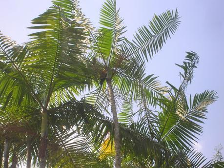 Tucán en una palmera Jardín Botánico, jardim Botânico, Rio de Janeiro, Brasil, La vuelta al mundo de Asun y Ricardo, round the world, mundoporlibre.com