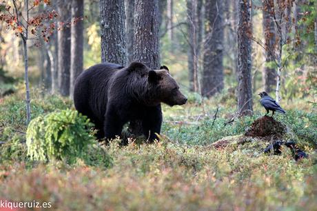 Oso pardo, la mole