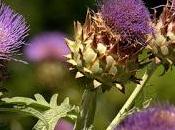 Beneficios terapéuticos hoja alcachofa