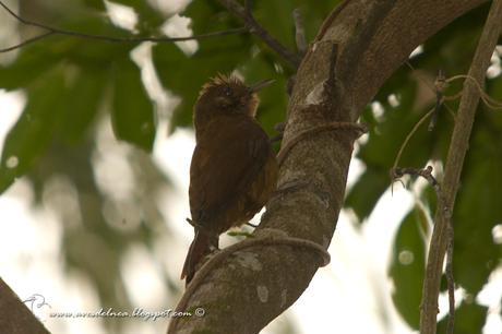 Arapasú (Plain-winged Woodcreper) Dendocincla turdina