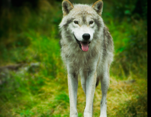 Nueva especie evoluciona ante nuestros ojos: Exitosa mezcla de lobos, coyotes y perros