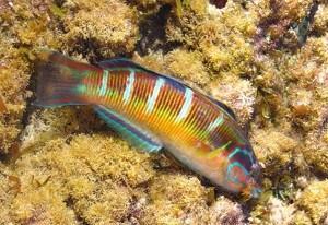 ‘De viaje por nuestras playas: 2ª parada, Cabo de Palos’ 11y