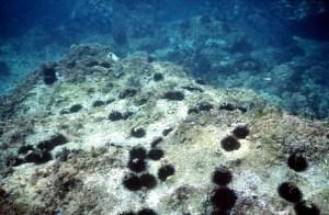 ‘De viaje por nuestras playas: 2ª parada, Cabo de Palos’ 4