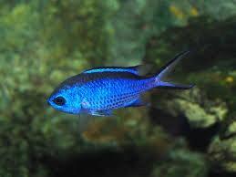 ‘De viaje por nuestras playas: 2ª parada, Cabo de Palos’ 9y