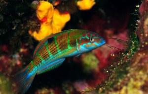 ‘De viaje por nuestras playas: 2ª parada, Cabo de Palos’ 12y