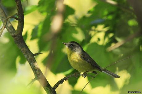 Galería de arañero coronado chico