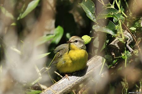 Galería de arañero coronado chico