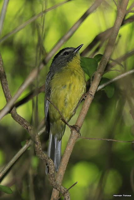 Galería de arañero coronado chico