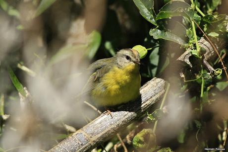 Galería de arañero coronado chico