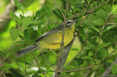 Galería de arañero coronado chico