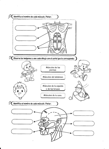 09 los músculos