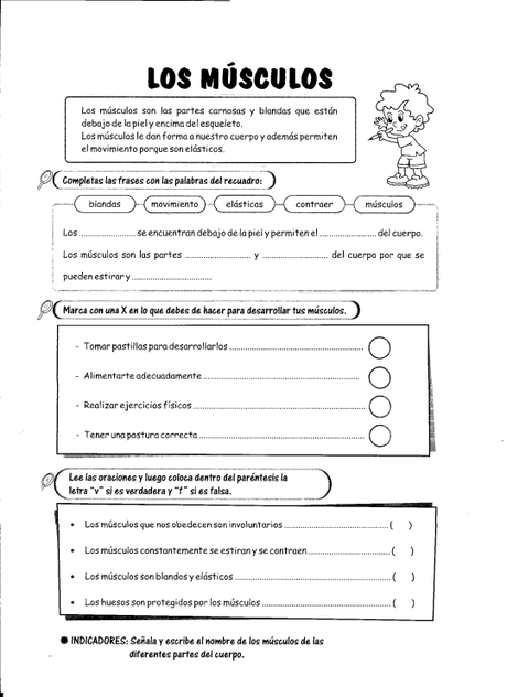 08 Los músculos