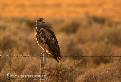 Águila mora (Black-chested Buzzard-Eagle) Geranoaetus melanoleucus