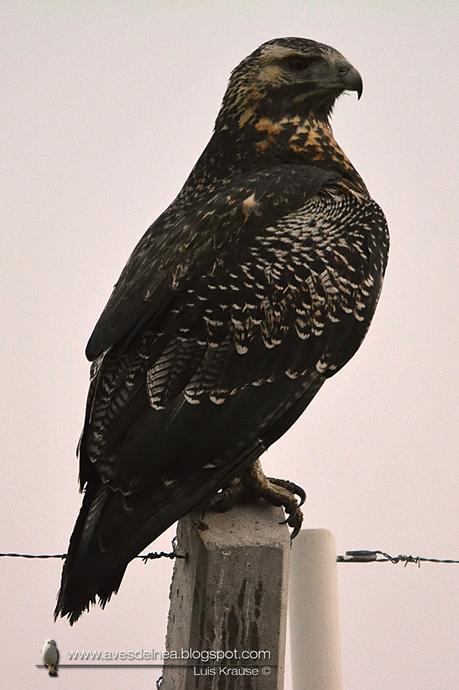 Águila mora (Black-chested Buzzard-Eagle) Geranoaetus melanoleucus