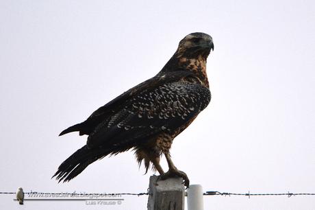 Águila mora (Black-chested Buzzard-Eagle) Geranoaetus melanoleucus