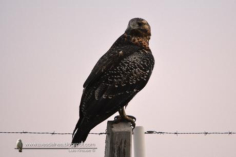 Águila mora (Black-chested Buzzard-Eagle) Geranoaetus melanoleucus