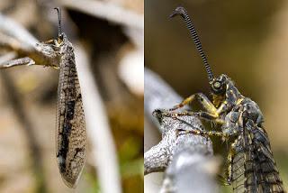 Para ampliar Distoleon tetragrammicus (Fabricius, 1798) hormiga león hacer clic