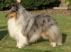 collie gris