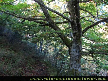Ruta de los Arrudos y Corteguerón: Sendero por el bosque