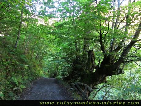 Ruta de los Arrudos y Corteguerón: Camino entre árboles