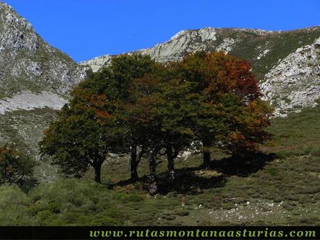 Ruta de los Arrudos y Corteguerón: Árboles otoñales