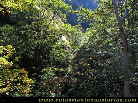Ruta de los Arrudos y Corteguerón: Árboles