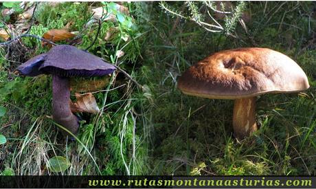 Ruta de los Arrudos y Corteguerón: Setas