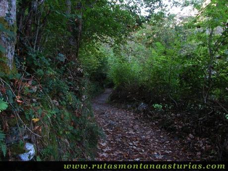 Ruta de los Arrudos y Corteguerón: Zona de bosque