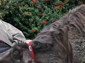 jabalí, mejor amigo hombre