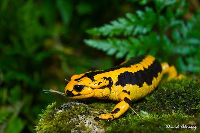 El farragoso mundo de las subespecies: las salamandras cantábricas