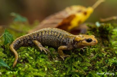 El farragoso mundo de las subespecies: las salamandras cantábricas