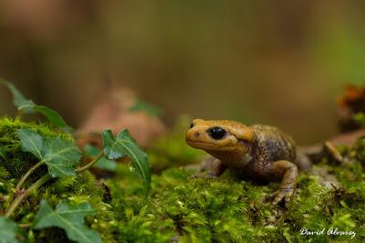 El farragoso mundo de las subespecies: las salamandras cantábricas