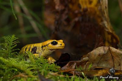 El farragoso mundo de las subespecies: las salamandras cantábricas