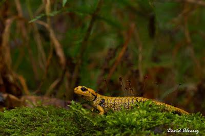 El farragoso mundo de las subespecies: las salamandras cantábricas