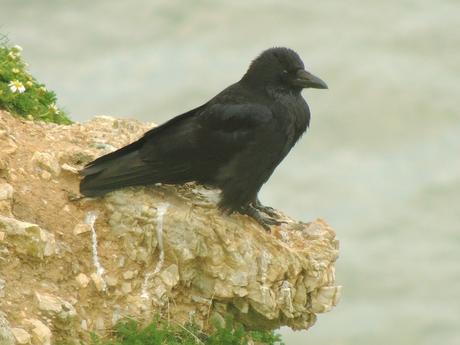 Una tranquila corneja negra (Corvus corone) [Carrion Crow] en un risco. La corneja es uno de los dos córvidos que se pueden ver por esta zona, junto a la grajilla (Corvus monedula) [Jackdaw].