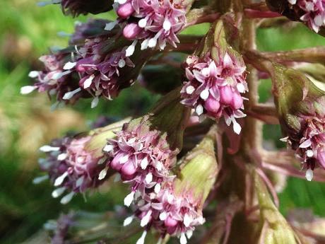 Flores de Petasites hybridus.