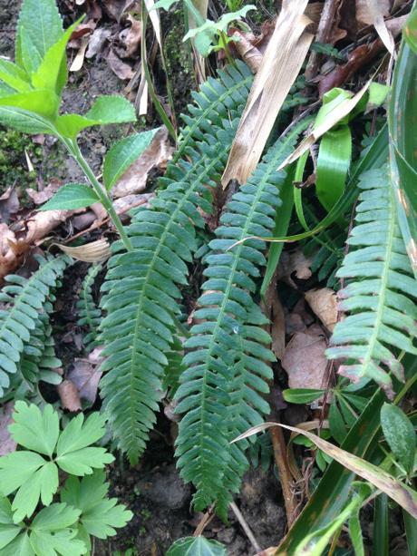 Lonchite (Blechnum spicant), uno de los cinco helechos que vimos por la zona.