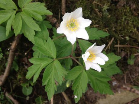 Anémonas de bosque (Anemone nemorosa), había zonas de sotobosque plagadas de flores blancas. Se desarrollan ahora aprovechando que las temperaturas han subido y los árboles no tienen hojas todavía.