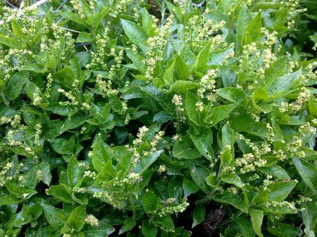 Mercurial (Mercurialis perennis), muy abundante en la zona, especialmente detrás de una pequeña iglesia que rodeamos y junto a la abadía.