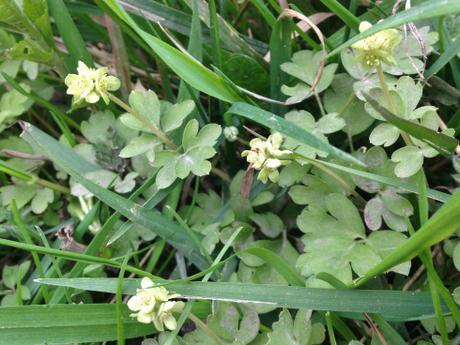 Hierba del almizcle (Adoxa moschatellina). Este género monotípico, es decir, que incluye una única especie, 