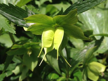 Fruto del heléboro verde (Helleborus viridis).