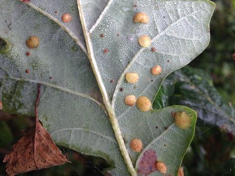 Agallas de Neuroterus quercusbaccarum.