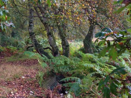 Formación vegetal en la transición entre el bosque de robles y un brezal. Se observan troncos de abedul (Betula  pendula) y zarzas y helechos (Pteridium aquilinum) bajo ellos.